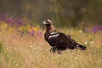 Spanish Imperial Eagle