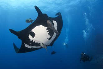 Scuba diver and Pelagic manta ray