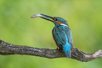 Common kingfisher