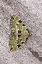 Green Carpet Moth