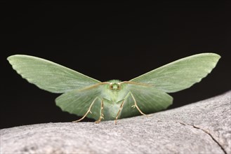 Large Emerald Moth