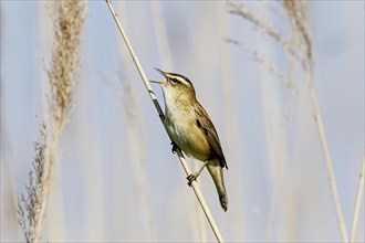 Sedge Warbler