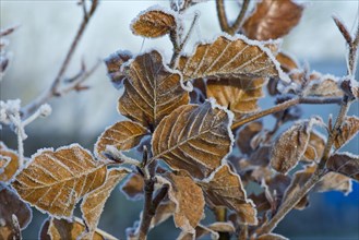 Hoarfrost on brown beech leaves in winter