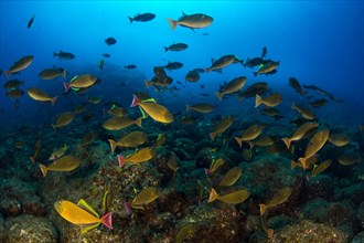 School of triggerfishes