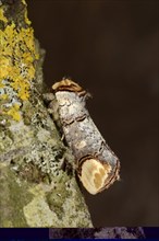 Buff-tip Moth