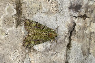 Green Arches Moth