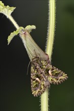 Orache Moth