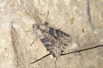 Wormwood Moth