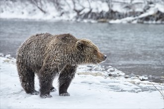 Grizzly Bear