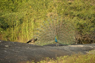 Indian Peafowls