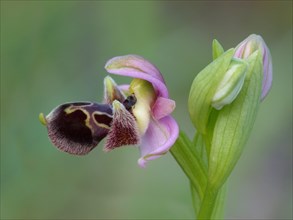 Ophrys Umbilicata