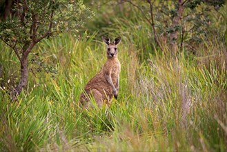 Eastern Grey Kangaroo