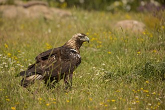 Spanish Imperial Eagle