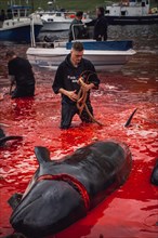 Grindadrap or tradtional slaughter of Pilot Whales