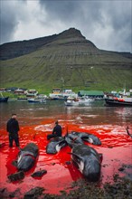 Grindadrap or tradtional slaughter of Pilot Whales