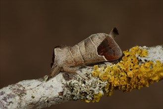 Chocolate-tip Moth
