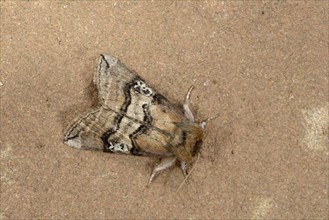 Figure of Eighty Moth