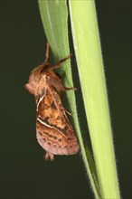 Gold Swift Moth