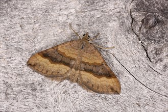 Shaded Broad-bar Moth