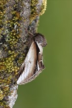 Lesser Swallow Prominent Moth