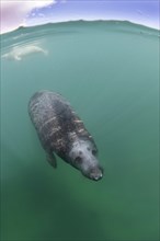 Grey Seal