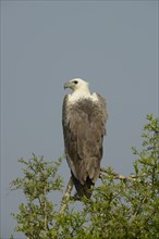 White-bellied Fish-eagle