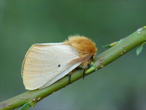 Autumn Silkworm Moth