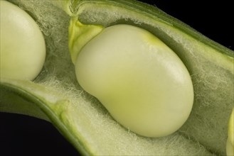 Broad bean in its pod
