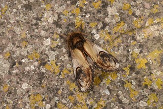 Pebble Prominent Moth