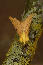 Canary-shouldered Thorn Moth