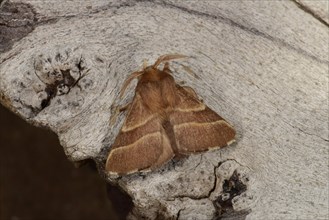 Lackey Moth