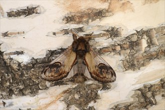 Pebble Prominent Moth