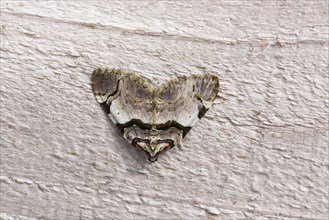 Streamer Moth