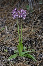 Orchis Syriaca Flowering plants