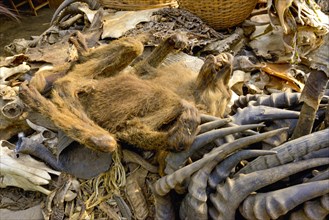 Sale of dead animals and horns of animals