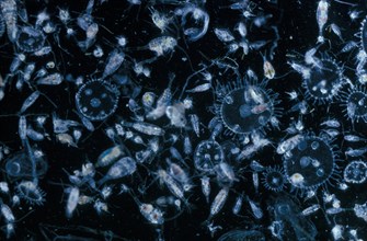 Plankton, Zooplankton showing various copepods, Cirupede nauplii and Obelia medusal