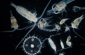Plankton, Zooplankton, copepods, Calanus, Centropages, Acartia, Temora etc.