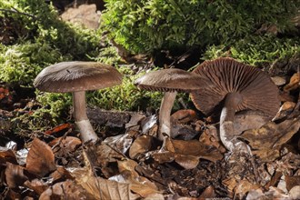 Earthy Webcap mushroom