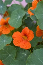 Orange flowering nasturtium