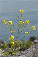 Leafy spurge