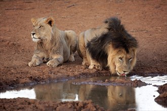 Kalahari lion