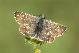 Oberthuer's grizzled skipper
