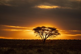 Desert with tree at sunset