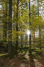 Sun rays shine through mixed forest in autumn