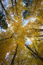 View from below into the treetops