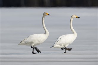 Two Whooper swans