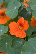Orange flowering nasturtium