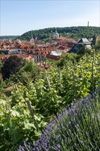 View from Hradschin over the vineyard to the town with St. Nicholas Church