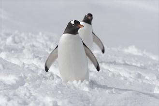 Two Gentoo penguins