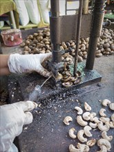 Cracking cashew nuts